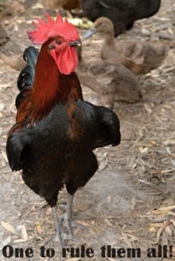 Rooster with duck in background
