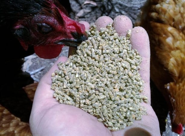 Small Size Feed Pellets