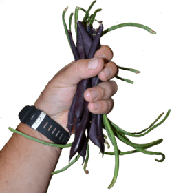 Snake and purple runner beans great heirloom combo 