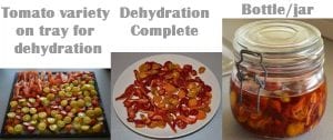 Steps to great dehydrated tomatoes