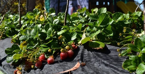 Strawberries thriving in a raised garden bed