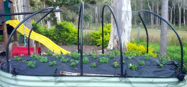 newly planted strawberried evenly spaced in raised garden bed