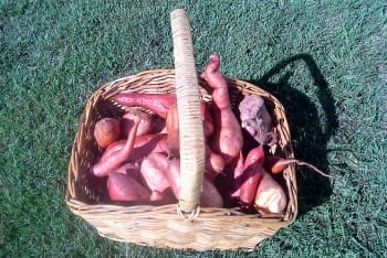 Sweet Potato Basket