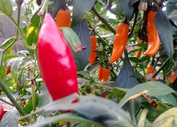 Thai and Yellow Cayenne Chillies