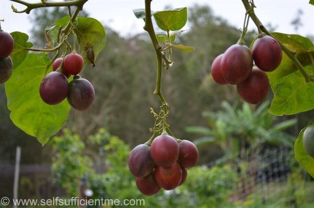 Tamarillo Fruit hanging