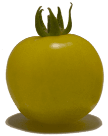 Yellow Cherry tomato