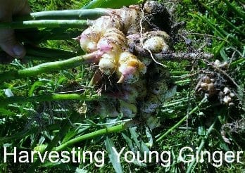 Harvesting young ginger