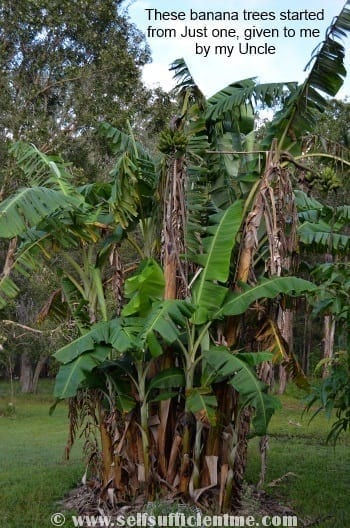 banana cluster of trees 