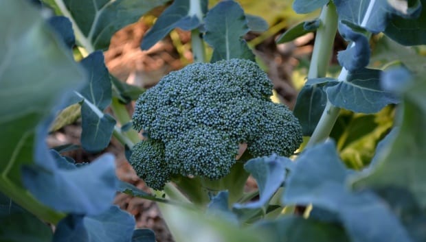 broccoli head growing in garden