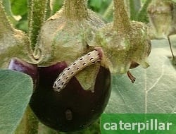 caterpillar on eggplant fruit