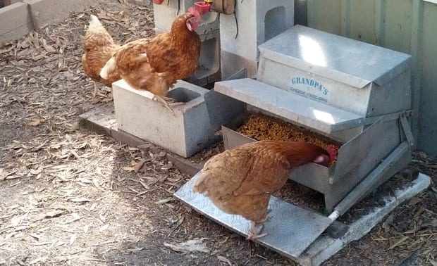 chicken eating from a tread plate feeder grandpas chook feeder