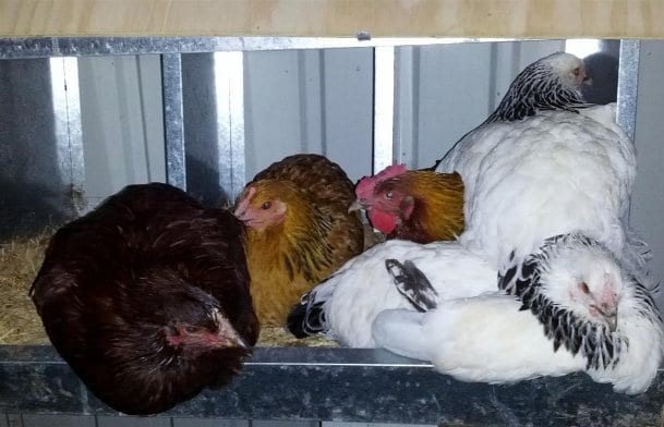 Hens squashed into nesting boxes for roosting at night