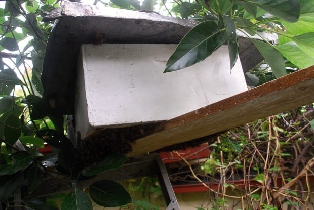 creating bee hive from swarm capturing bees