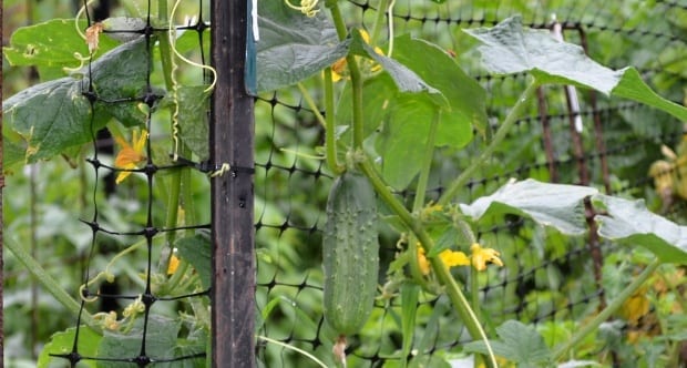 Cucumber vine and hanging fruit on black plastic trellis
