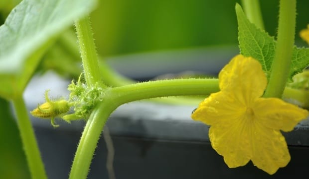 Cucumber flower and bud