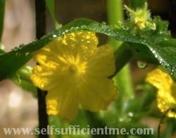Close up of cucumber flower