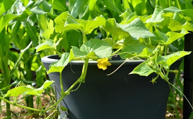cucumber in pot growing with corn