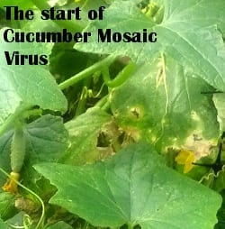 the start of cucumber mosaic virus