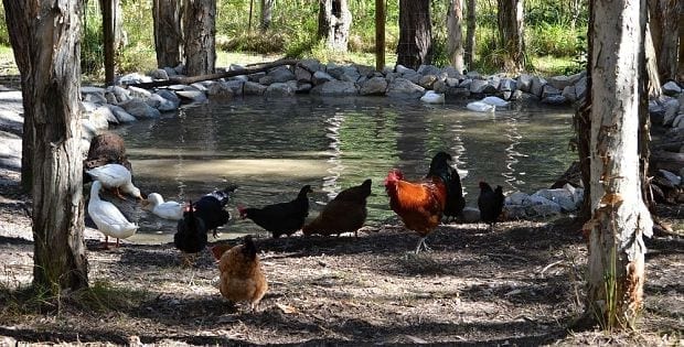 duck dam with chickens