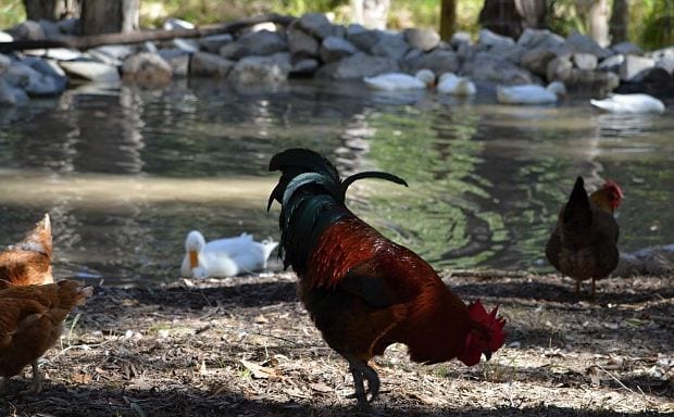 duck dam with rooster