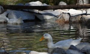 duck swimming in dam