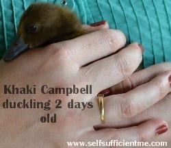 khaki campbell duckling in hand 2 days old