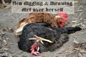 dust bath chicken hen digging throwing dirt scratch 