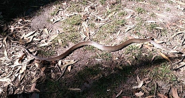 first snake of the season eastern brown snake