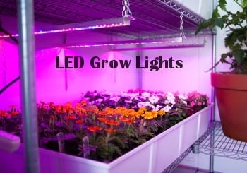 Seedlings under LED grow lights