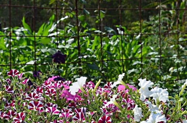 vegetable garden flowers in front corn behind and banana trees in distance