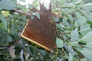 frame of brood suspended under the swarm, bees beginning to cover the brood