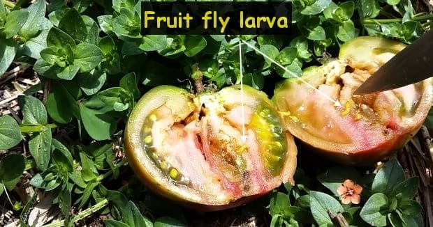 fruit fly larva in large black russian tomato