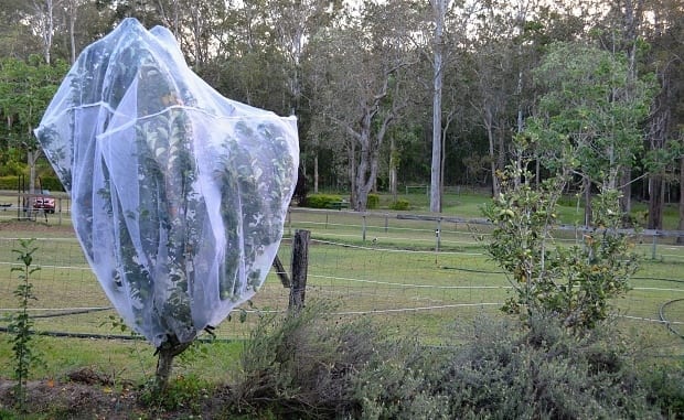 Fruit Fly Season is here but You Don't Have to Spray in the Home Garden -  Self Sufficient Me