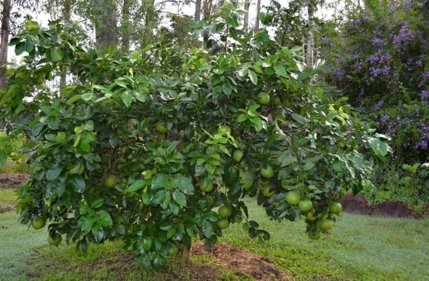 good sized grapefruit tree with ornamental garden in background