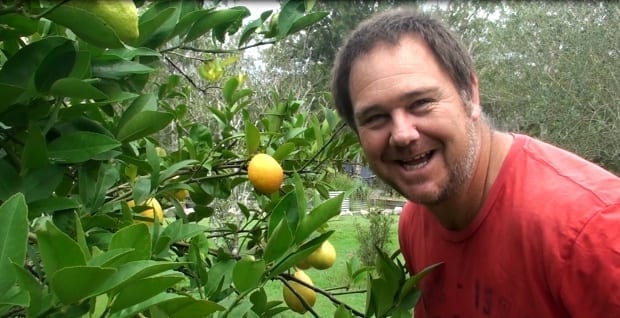 Meyer lemon tree with lemons