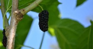mulberry ripe in tree
