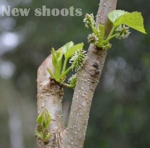 New shoots on transplanted mulberry tree