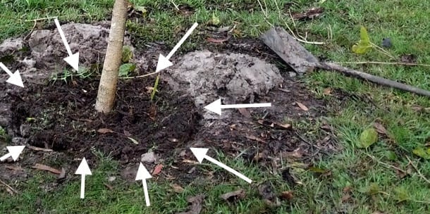 digging around base of fruit tree with spade for transplanting