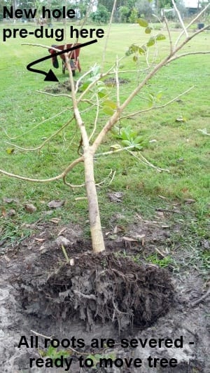 Mulberry tree transplant ready for lifting and moving
