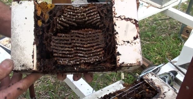 native stingless bee brood cross section