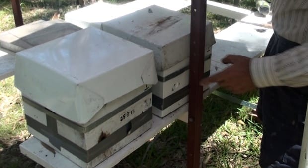 one native bee hive split successfully into two