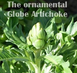 ornamental globe artichoke heirloom excellence 
