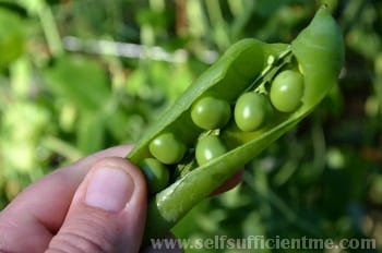 Holding peas in pod open
