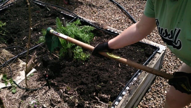 preping garden bed with hoe 