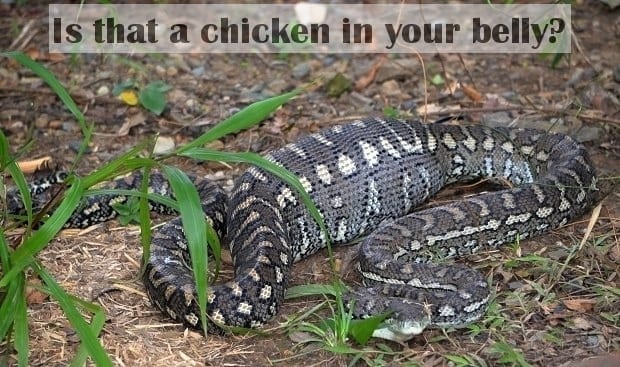 python with possum in belly
