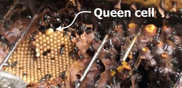 queen cell native stingless bee