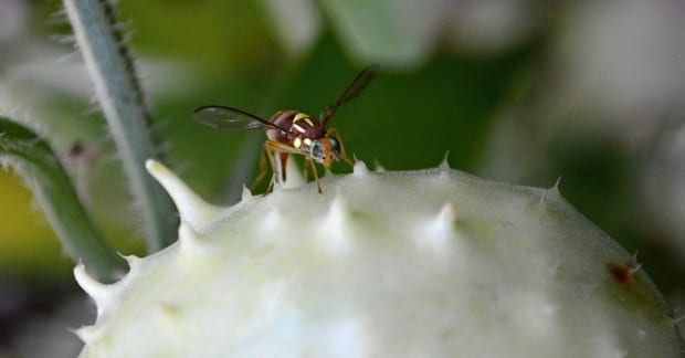 https://selfsufficientme.com/wp-content/uploads/2015/03/queensland_fruit_fly_getting_ready_to_sting_cucumber.jpg
