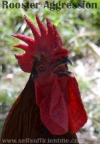 aggressive rooster