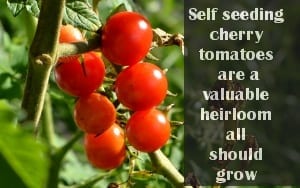 self seeding heirloom cherry tomatoes