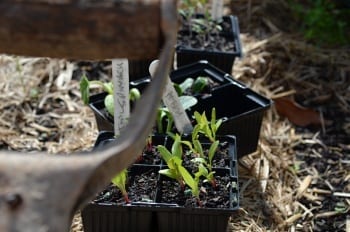 shovel handle seedlings